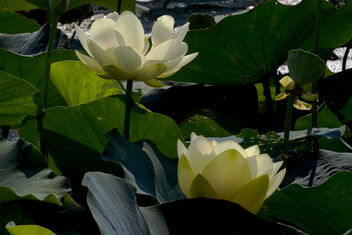Lotus Land - Free image #483375