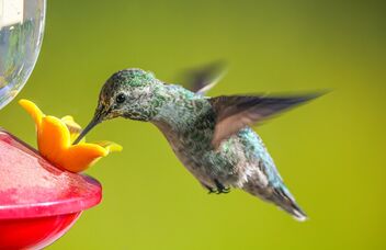 Hummingbird - image #483415 gratis