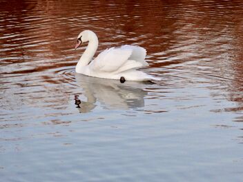 Bird and Reflection - image gratuit #483425 