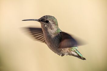 Hummingbird - Sept. 20 2021 - Free image #483505