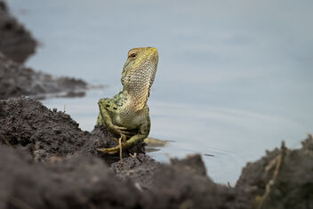 An Oriental Garden Lizard enjoying the water - Free image #483555