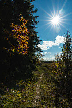 [Autumn Colors 4] [Forest Path 9] - image #483675 gratis