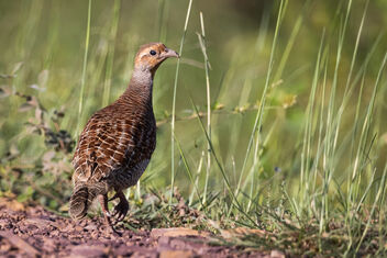 A Grey Francolin foraging in the evening - image gratuit #483865 
