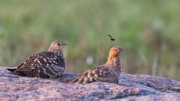 A Sandgrouse Couple troubled by an insect - image gratuit #483925 