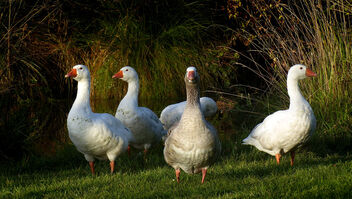 A gaggle of geese. - Kostenloses image #483995