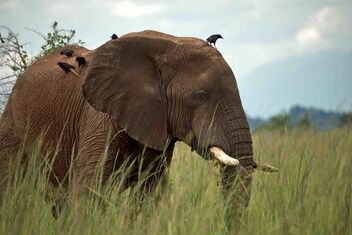 Kidepo Elephant - image gratuit #484065 