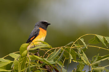 A Small Minivet in Action on a neem tree - Free image #484265