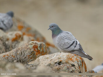 Hill Pigeon (Columba rupestris) - бесплатный image #484635