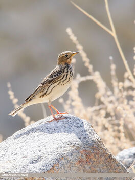 Red-throated Pipit (Anthus cervinus) - Free image #484645
