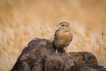 A Sykes Lark in the grassland - Free image #484745