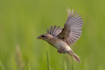A Baya Weaver in flight over the fields - бесплатный image #484765