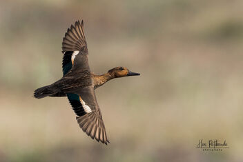 A Green Winged teal in flight - Kostenloses image #485005
