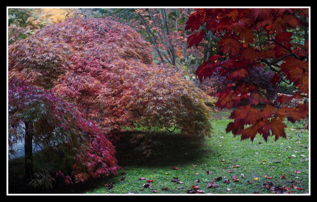 Autumn leaves (Villa Taranto) - Free image #485095