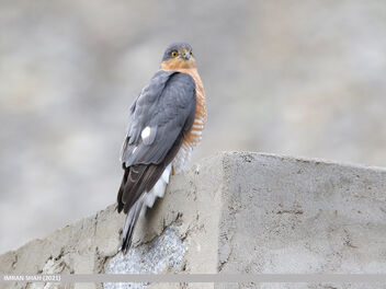 Eurasian Sparrowhawk (Accipiter nisus) - image gratuit #485185 