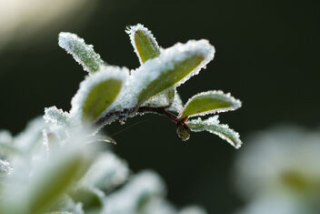 [Vaccinium vitis-idaea 13] [First Snow 4] - бесплатный image #485395