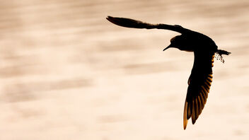 A Wood Sandpiper flying during the sunset - бесплатный image #485525