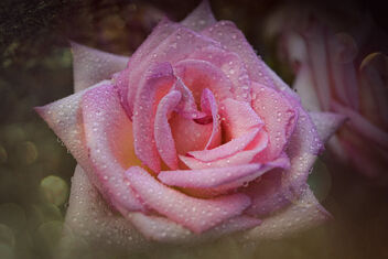 Wet Rose #338 - Free image #485605