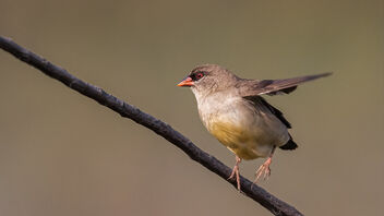 A Red Avadavat / Strawberry Finch on a lovely perch - бесплатный image #485755