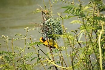 Yellow Weaver Bird, Sth Sudan - image gratuit #485845 
