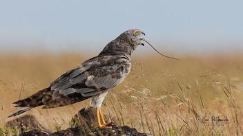 A Montagu's Harrier finishing a meal - Free image #485895