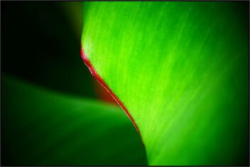 Banana leaf - image #485915 gratis