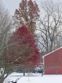 Late Leaves, Early Snow - image gratuit #485925 