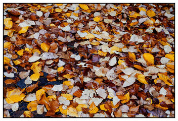 The leaves - Free image #486045