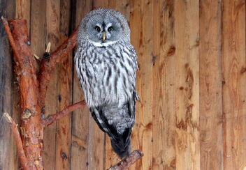 Owl - image #486105 gratis