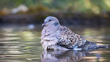 An Oriental Turtle Dove taking bath - image gratuit #486225 
