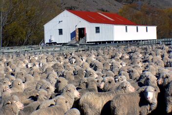 The Wool Shed. - Free image #486555