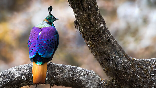 An Himalayan Monal roosting on a tree early in the morning - Free image #486715