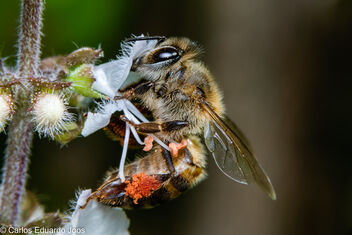 Bee working hard - бесплатный image #486885