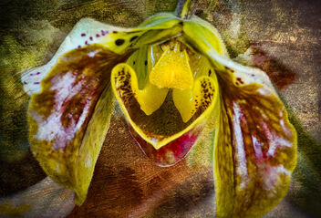 A new Orchid flower #20 - бесплатный image #486965