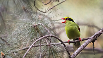 A Common Green Magpie in the wild - image #486975 gratis