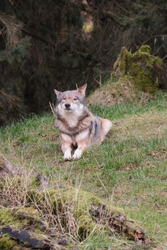 Wildlife Park Eekholt - Wolf wiggles his ears | February 2, 2022 | Schleswig-Holstein - Germany - Kostenloses image #487405