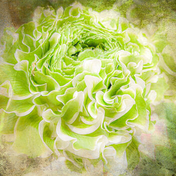 Lime Green Ranunculus - image #487445 gratis