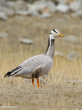 Bar-headed Goose (Anser indicus) - Free image #487885