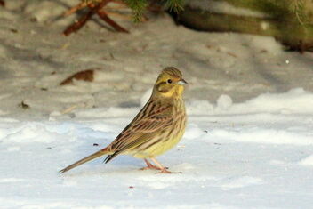 Yellowhammer on the snow - image gratuit #488025 