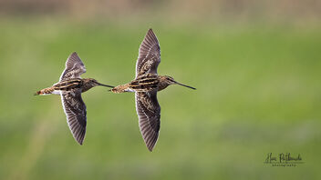 A Pair of Common Snipes in Flight - image gratuit #488105 