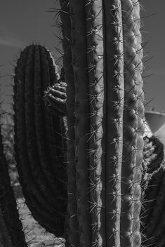 Saugaro Cactus - image #488145 gratis