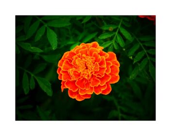 Bright orange - image #488155 gratis