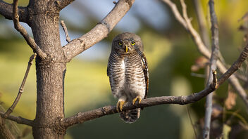 A Jungle Owlet in the wild - Free image #488225