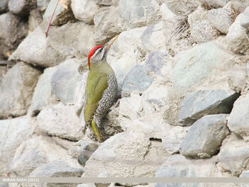 Scaly-bellied Woodpecker (Picus squamatus) - Free image #488285