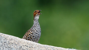 A Painted Francolin in a Song during the breeding season - бесплатный image #488305
