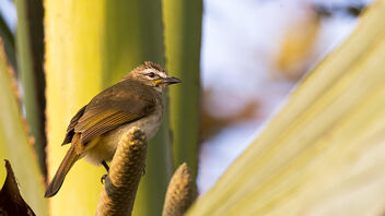 A White Browed Bulbul on a Palm Tree - Kostenloses image #488435