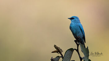 A Verditer Flycatcher on the edge of a hill - Free image #488585