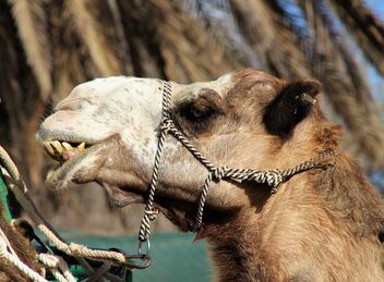 Camel smiles - image gratuit #488775 