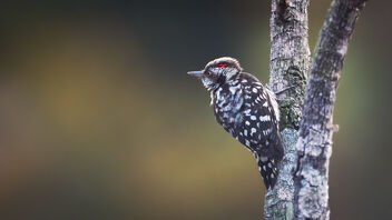 A Brown Capped Pygmy Woodpecker in action - Free image #488905