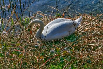 Swan nesting - Free image #488925