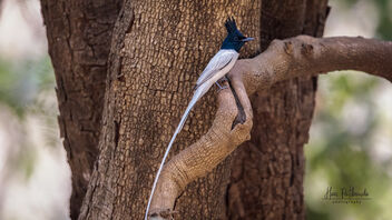 An Indian Paradise Flycatcher - White Morph - Free image #489005